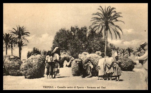 Libye tripoli camello - -,